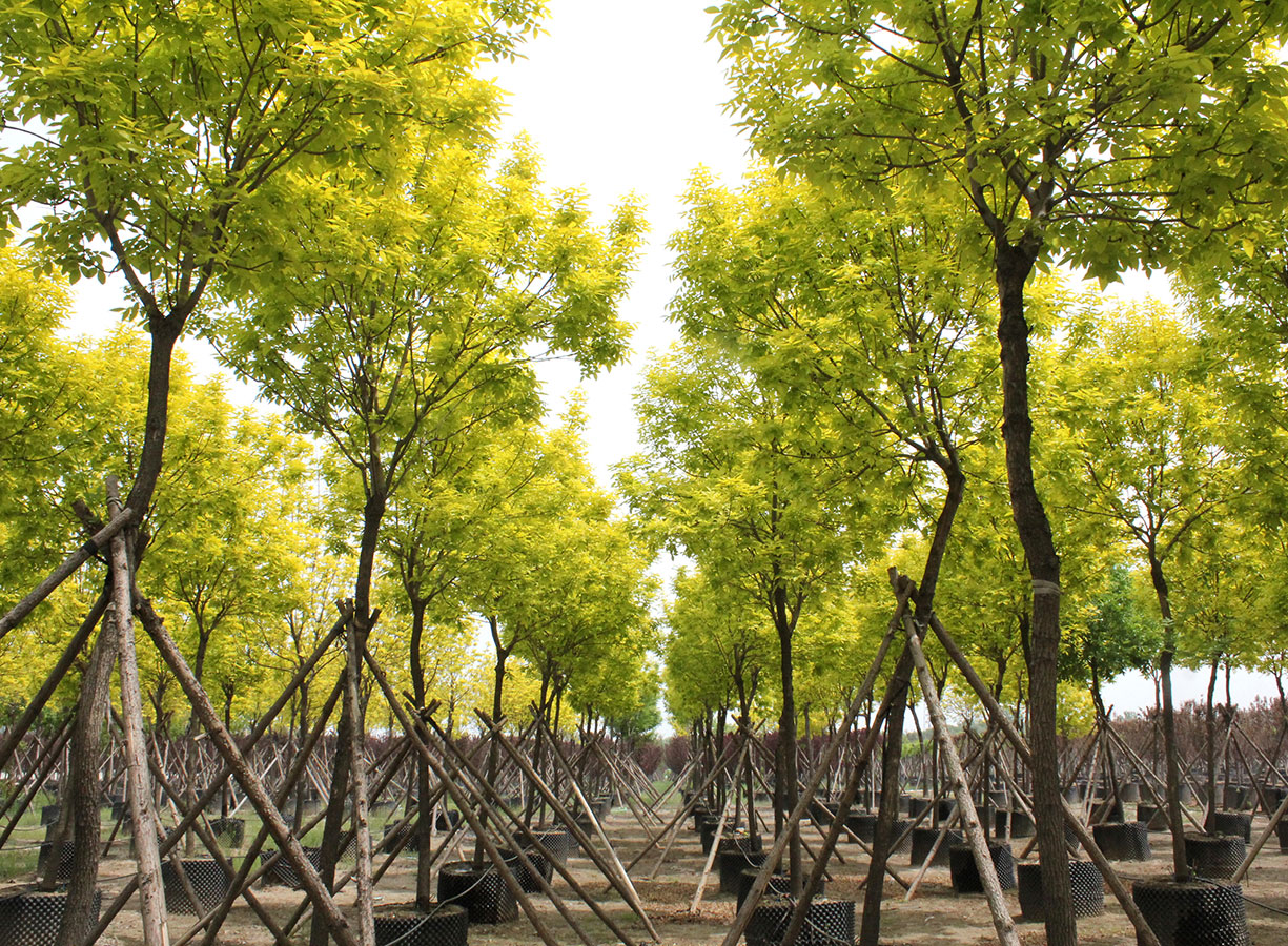 康培大康苗木基地